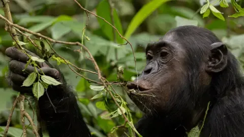 Chimpanzees Consuming a Daily Dose of a Beer Daily from Overripe Fruits, Investigation Shows